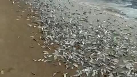 several fish on the beach and people like fish