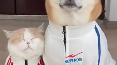 Beautiful 🤣cat playing with cute dog😍