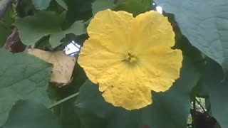 Flor amarela do melão de são caetano, há algumas formigas dentro da flor [Nature & Animals]