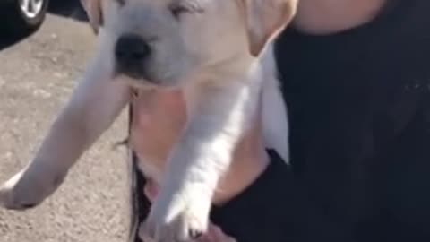 Exhausted puppy falls asleep during the middle of a parade