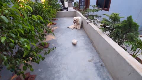 most awaited Labrador litter