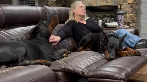 Doberman Fusses For Mom's Attention