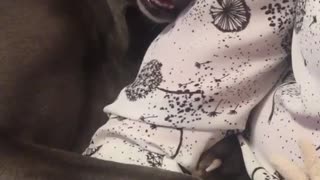Dog holding onto owner while sleeping