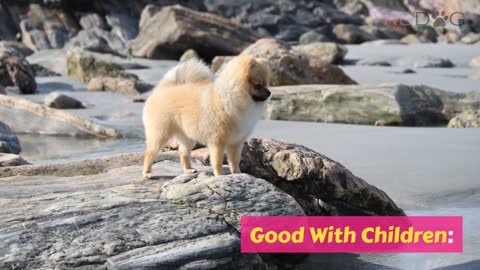 Ultimate Guide To Pomeranian Dog