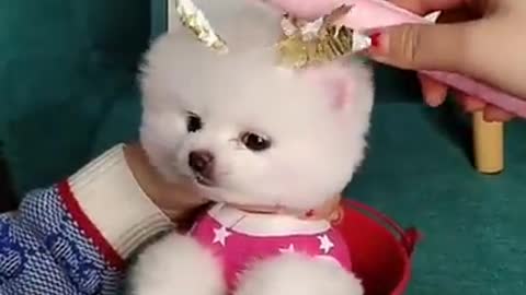 Funny and Cute Dogs Video 2021