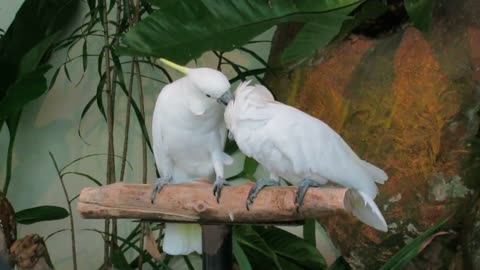 Kissing Parrots