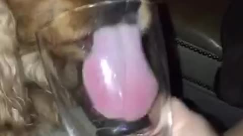 Dog long ears licks inside of cup