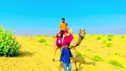 Village Men With Bestie Camel