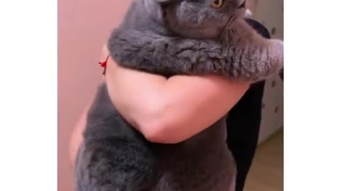 Какой большой кот/this is a big cat