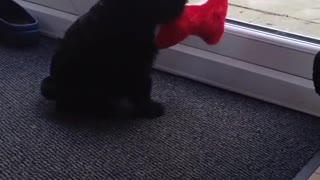 Black puppy dog carries red toy in mouth