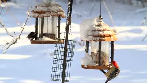Birds on feeders 🦜🕊🦅