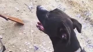 Black dog trying to catch feathers