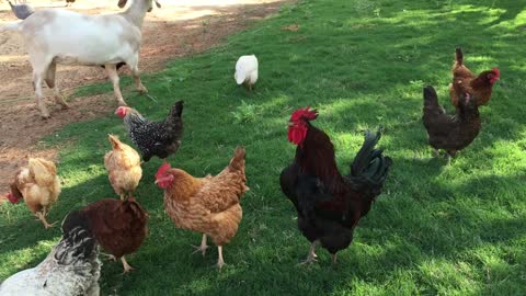 The beautiful sound of a rooster with chickens in the middle of nature..