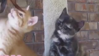 Funny and Cute Cat Videos #242