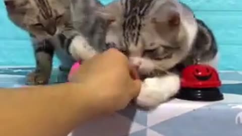Lovely and Innocent little cats Eating Training Video
