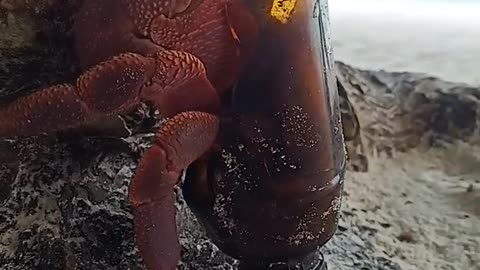 Hermit Crab Chooses Broken Bottle for New Home