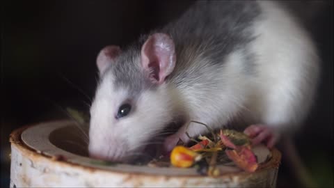 Cute rat melt your heart