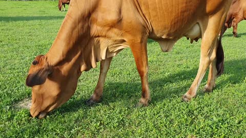Brown cow 🐮 eating grass videos
