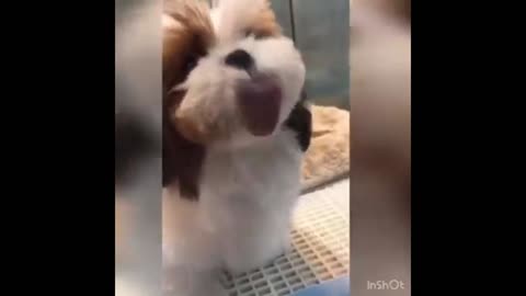 Hilarious Pets Video