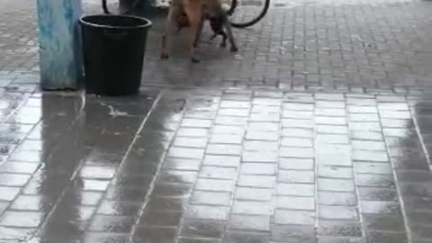 Two happy dogs playing under the rain!
