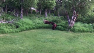 Mama Bear with Cubs Bluff Charges Deck