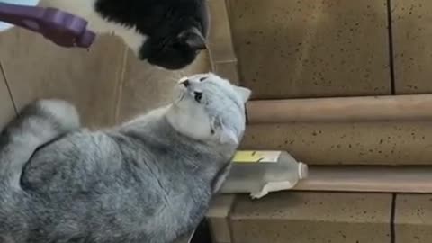 Cute cats in a violent fight - hair flies