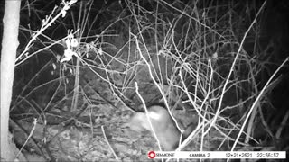 Backyard Trail Cam - Rabbits