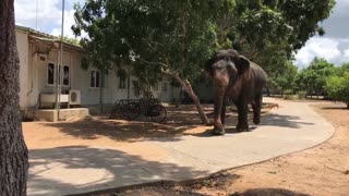 Elephant Attack 😳🥴
