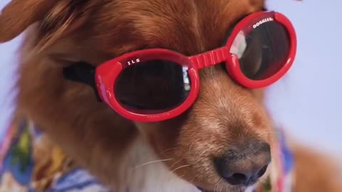 Cute dogs music video