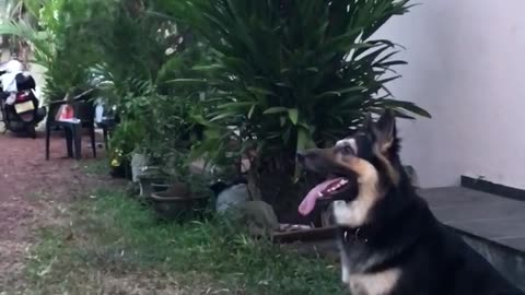 Lion shepherd doggy