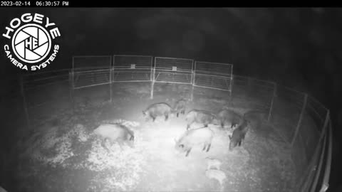 Trapping 100's of wild hogs. Showcasing the drop traps.