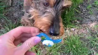 Lovely Puppy wants his pacifier