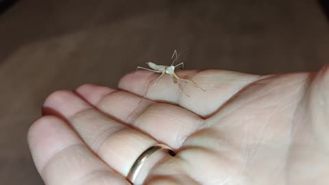 Little praying mantis after molting