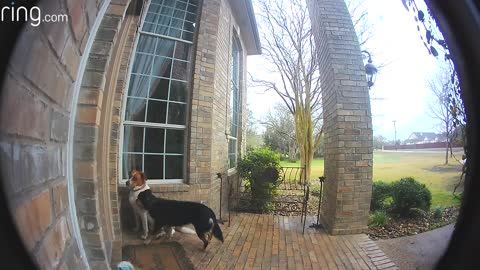 Family Dogs Learn to Use Ring Video Doorbell to Get Owner’s Attention Ring