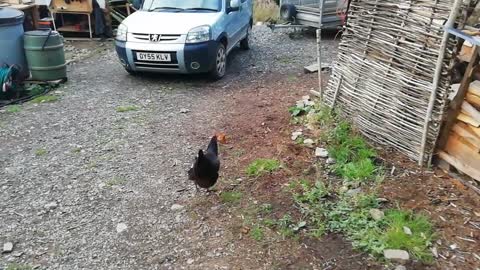 Mrs Black (hen) eating a wing of ex Mrs brown