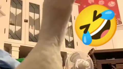 Funny Duck Singing Training