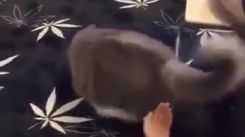 Amazing cat | The level Of Trust Is Just Adorable!!