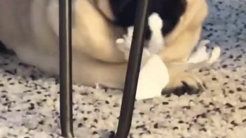 Naughty pug strikes again, destroys toilet peper