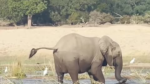 Elephant killed crocodile