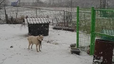 Snowy Day Korean White Jindo Dog