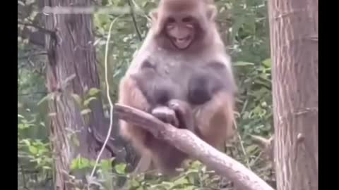 Monkey Laughing Like a Man 😎 | Monkey Funny Videos - Funny Moment