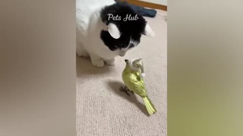 Funny cats videos