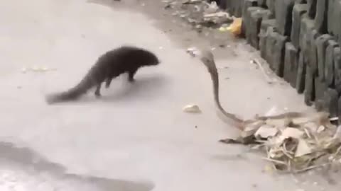 King cobra vs mongoose big fight