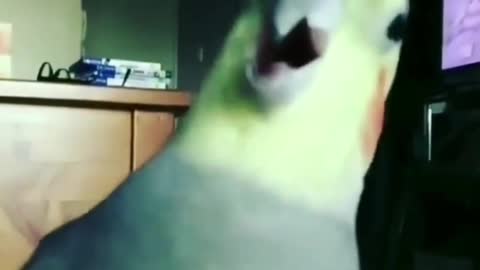 Parrot singing a song