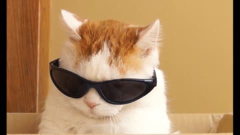 Gif video of cat with sunglasses