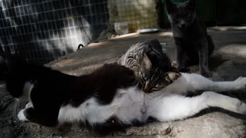 This grown kitten refuses to grow up. Feeds on mama cat's milk