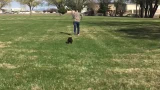 Chocolate potato loves to chase his owner
