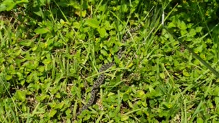 Pygmy rattlesnake 😁😁😁