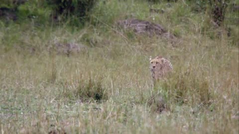 Cheetah running videos