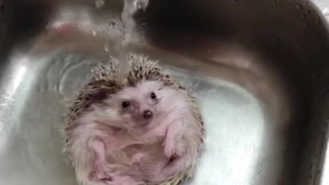 Naughty little hedgehog